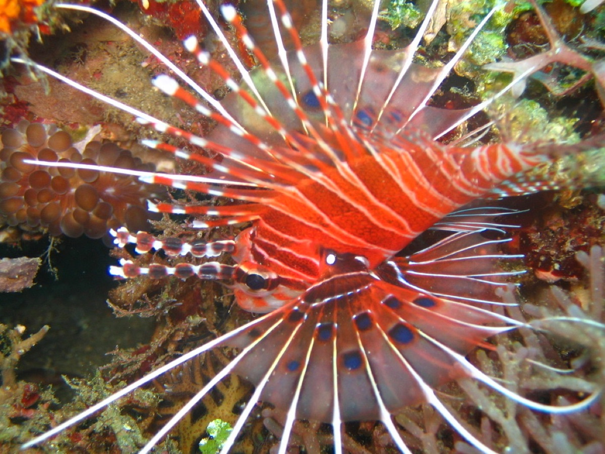 Close-up underwater photo of a lionfish