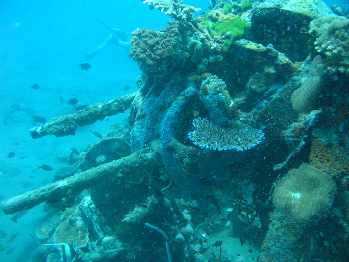 Coral-covered wreck underwater in the Solomon Islands